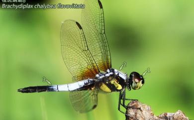 Brachydiplax chalybea flavovittata 橙斑蜻蜓