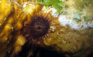 Echinostrephus molaris de Blainville, 1825 紫叢海膽