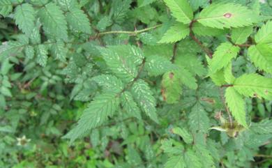 Rubus croceacanthus var. croceacanthus H.Lév. 虎婆刺