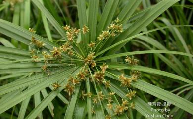 Cyperus involucratus Rottb. 輪傘莎草