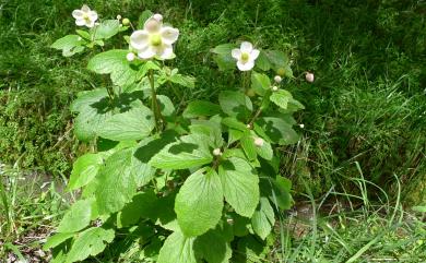 Anemone vitifolia var. matsudae 小白頭翁