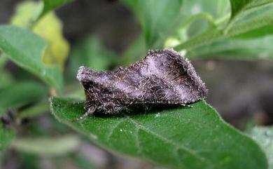 Thysanoplusia reticulata (Moore, 1882) 網紋金翅夜蛾