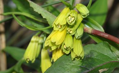 Disporum shimadai Hayata 山寶鐸花