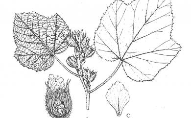 Rubus buergeri 寒莓