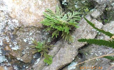 Selaginella tamariscina 萬年松