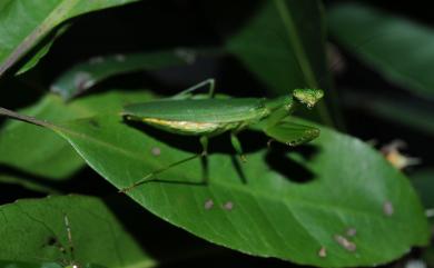 Odontomantis planiceps (De Haan, 1842) 綠大齒螳