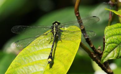 Asiagomphus septimus (Needham, 1930) 鈎紋春蜓