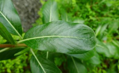 Catharanthus roseus (L.) G. Don 長春花