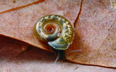 Gyraulus spirillus Gould, 1859 圓口扁蜷