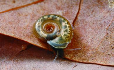 Gyraulus spirillus Gould, 1859 圓口扁蜷