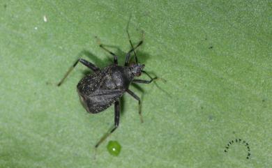 Proboscidocoris malayus Reuter, 1908 馬來喙盲蝽