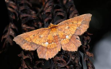 Entomopteryx combusta (Warren, 1893) 破褐緣安尺蛾