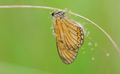 Acraea issoria formosana (Fruhstorfer, 1912) 苧麻珍蝶