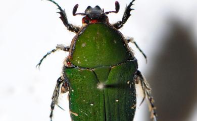 Gametis forticula formosana 臺灣小綠花金龜