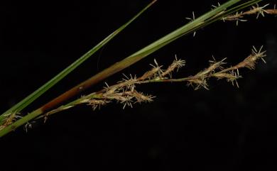 Carex morii Hayata 森氏薹