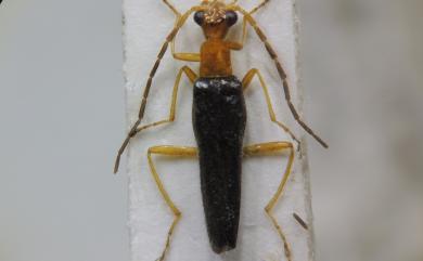 Cephalomalthinus formosanus (Pic, 1910) 蓬萊異角菊虎