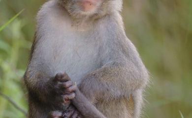 Macaca cyclopis Swinhoe, 1863 臺灣獼猴