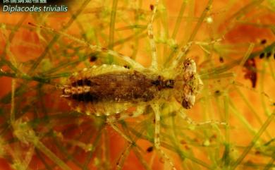 Diplacodes trivialis (Rambur, 1842) 侏儒蜻蜓