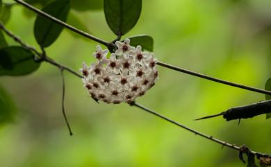 Hoya carnosa (L. f.) R. Br. 毬蘭