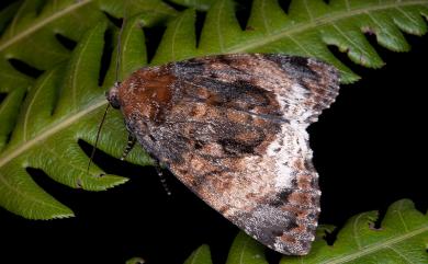 Disepholcia caerulea (Butler, 1889) 藍后夜蛾