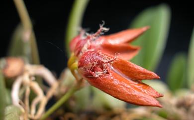 Bulbophyllum kuanwuense var. kuanwuense 觀霧豆蘭