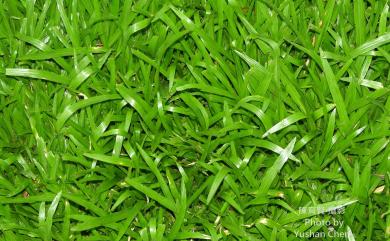 Agrostis compressus 地毯草