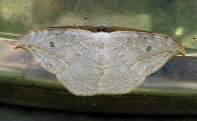 Drepana pallida nigromaculata Okano, 1959 一點鉤蛾