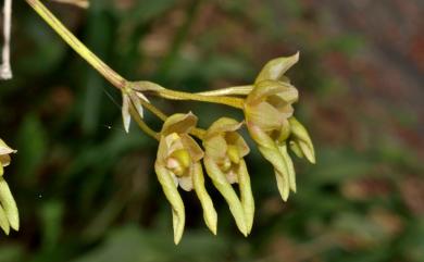 Bulbophyllum umbellatum 傘花捲瓣蘭
