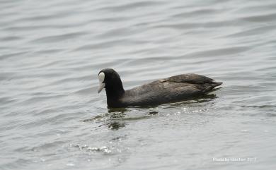 Fulica atra Linnaeus, 1758 白冠雞