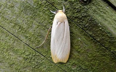 Cernyia usuguronis (Matsumura, 1927) 淡白瑟土苔蛾