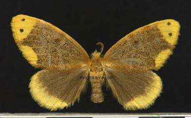 Arna bipunctapex (Hampson, 1891) 雙斑黃毒蛾