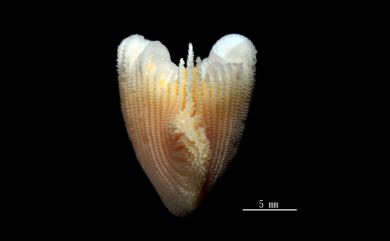 Tropidocyathus lessonii (Michelin, 1842) 雙脊彎杯珊瑚