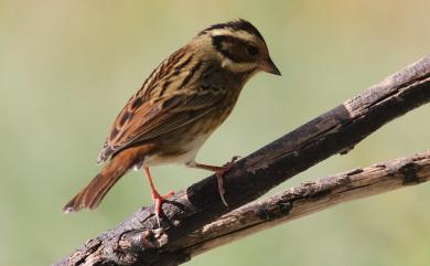 Emberiza tristrami Swinhoe, 1870 白眉鵐