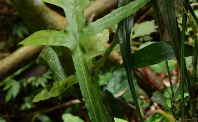 Leptochilus insignis (Blume) Fraser-Jenk. 箭葉星蕨