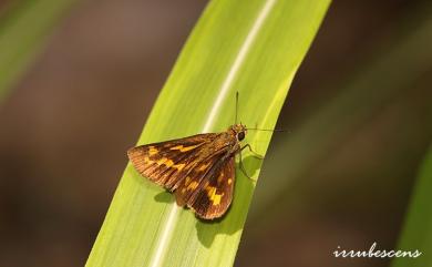 Potanthus diffusus Hsu, Tsukiyama & Chiba, 2005 蓬萊黃斑弄蝶