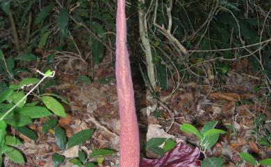 Amorphophallus henryi 臺灣魔芋