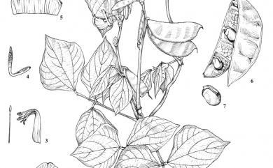 Lablab purpureus 鵲豆