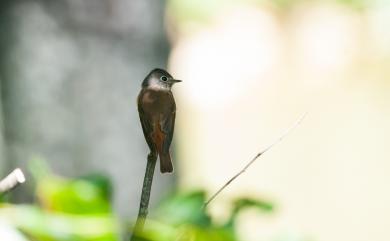 Muscicapa ferruginea (Hodgson, 1845) 紅尾鶲