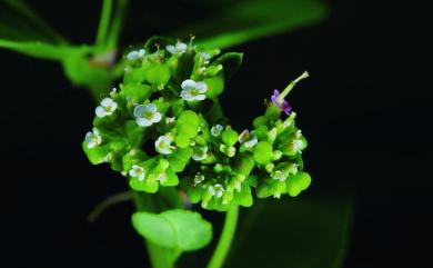 Euphorbia bifida Hook.& Arn. 華南大戟