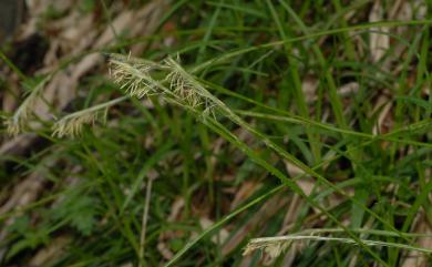 Carex alterniflora 宜蘭宿柱薹