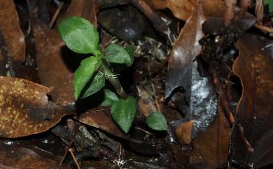 Cheirostylis octodactyla Ames 羽唇指柱蘭