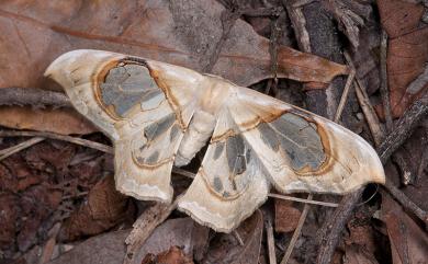 Macrauzata fenestraria insulata Inoue, 1988 臺灣窗翅鉤蛾