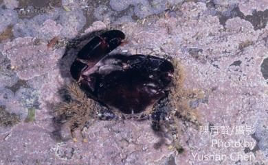 Chlorodiella nigra (Forsskal, 1775) 黑點綠蟹