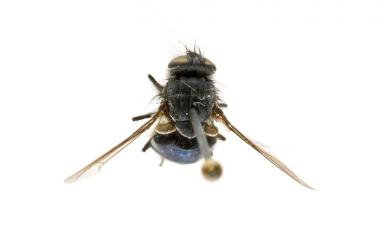 Calliphora pattoni Aubertin, 1931 巴氏麗蠅