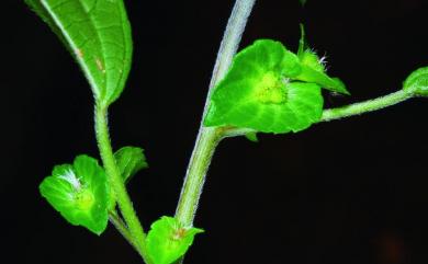 Acalypha australis L. 鐵莧菜