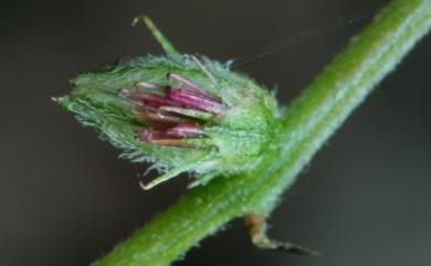 Pupalia micrantha 小花鉤牛膝