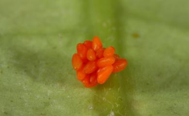 Phygasia chengi Lee, 2012 鄭氏瘤額葉蚤