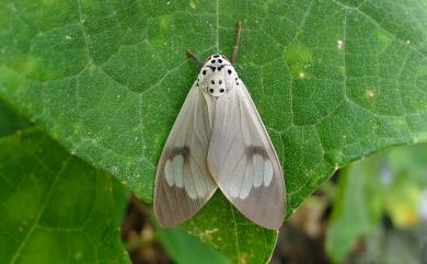 Amerila astrea (Drury, 1773) 閃光玫燈蛾