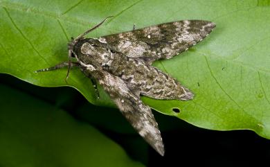 Dolbina formosana Matsumura, 1927 白星天蛾