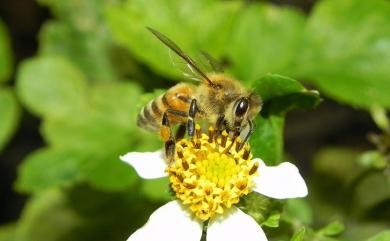 Apis mellifera Linnaeus, 1758 意大利蜂